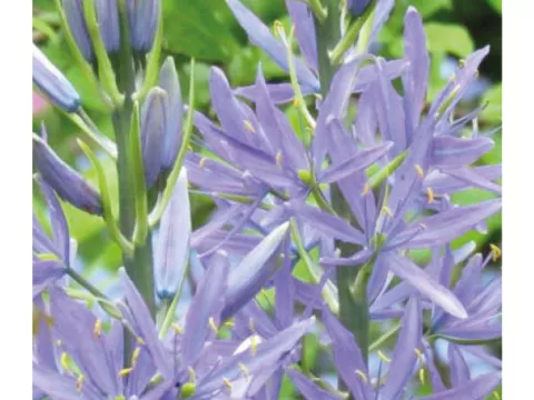 Camassia cusickii 'Zwanenburg'