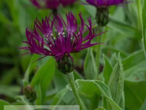 Centaurea montana 'Amethyst Dream'