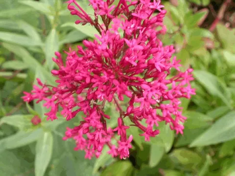 Centranthus ruber 'Coccineus'