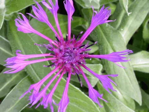 Centaurea montana
