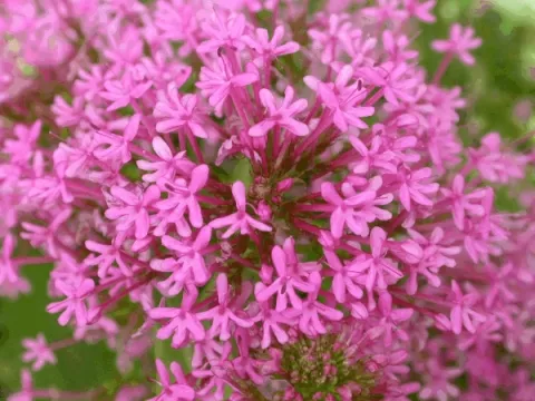Centranthus ruber 'Rosenrot'