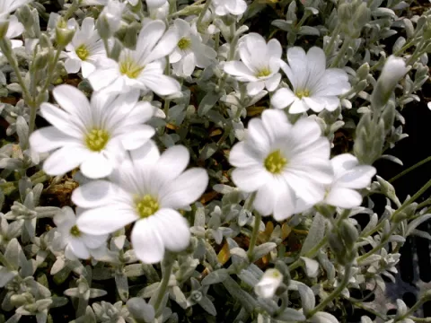 Cerastium tom. 'Silberteppich'