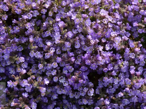 Chaenorhinum origanif. 'Blue Dream'