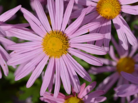 Chrysanthemum(Dendr.) (R) 'Clara Curtis'