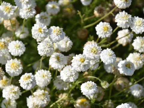Chamaemelum nobile 'Ligulosum'