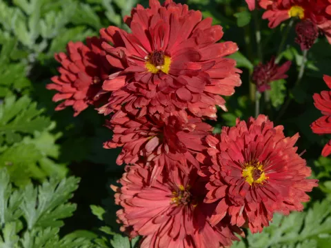 Chrysanthemum(Dendr.) (I) 'Red Velvet'
