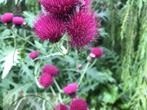 Cirsium riv. 'Trevors Blue Wonder'