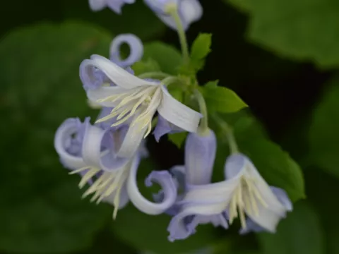 Clematis heracleifolia 'Cote D'Azur'