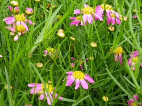 Coreopsis rosea 'American Dream'
