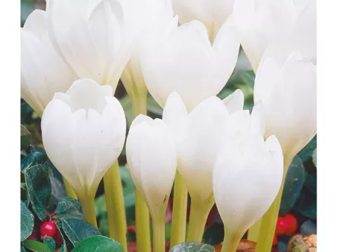 Colchicum autumnale 'Alba'
