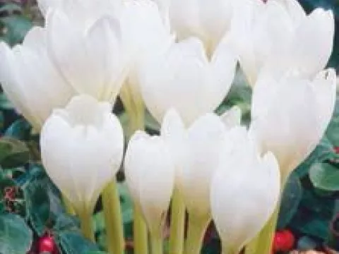 Colchicum autumnale 'Album'