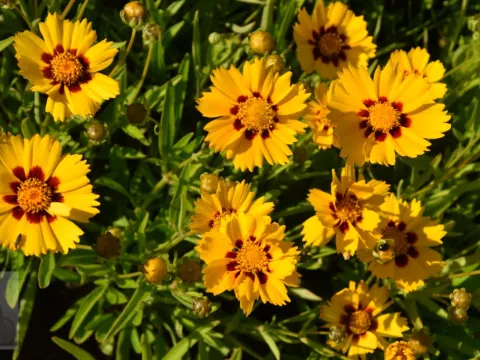 Coreopsis lanc. 'Baby Gold'