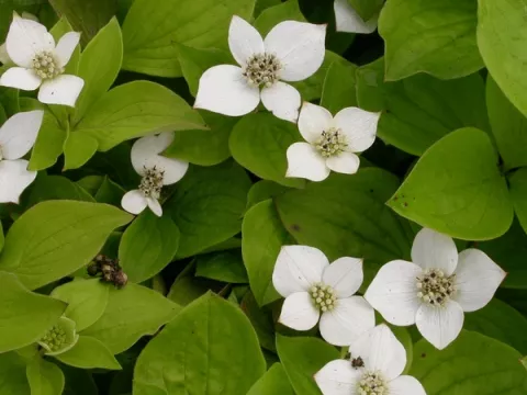 Cornus canadensis