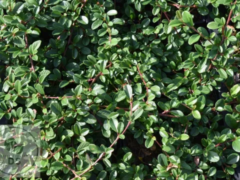 Cotoneaster dammeri