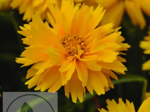 Coreopsis grand. 'Double The Sun'