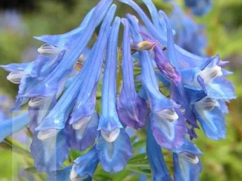 Corydalis elata