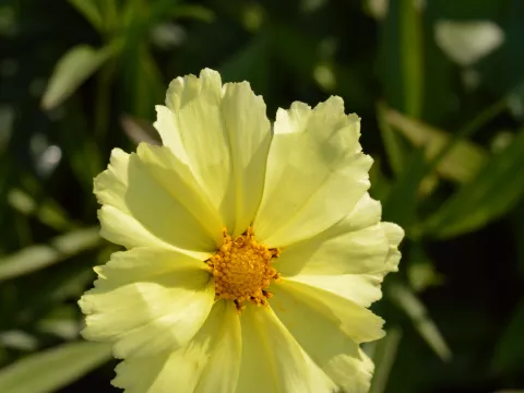 Coreopsis hybr. 'Full Moon'