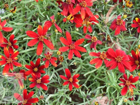 Coreopsis vert. 'Ladybird'