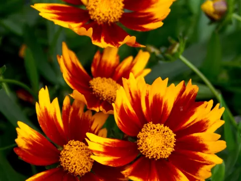 Coreopsis hybr. 'Li'l Bang Daybreak'