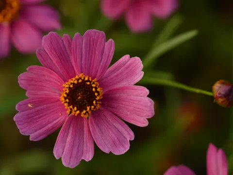 Coreopsis hybr. 'Limerock Passion'