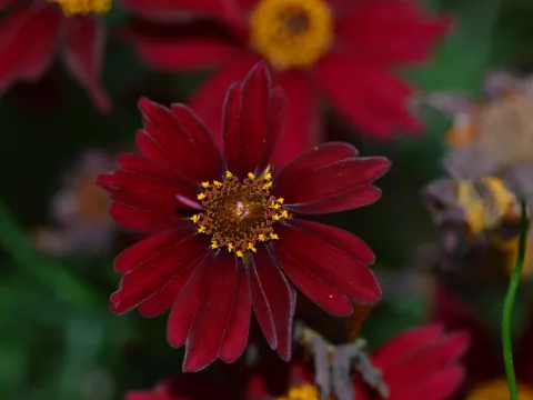 Coreopsis hybr. 'Limerock Ruby'