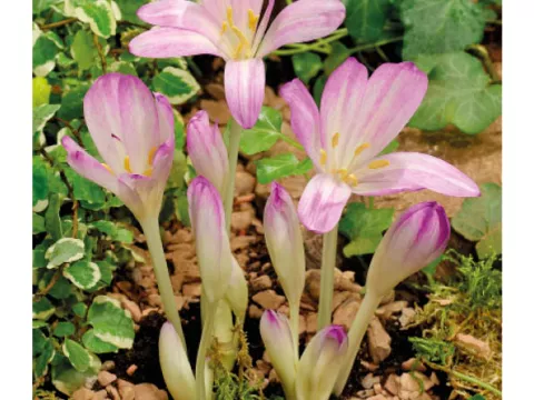 Colchicum autumnale 'Major'