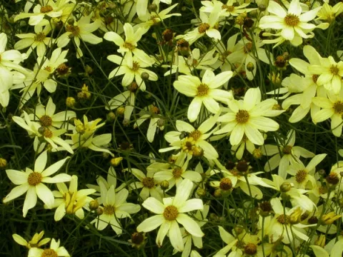 Coreopsis vert. 'Moonbeam'