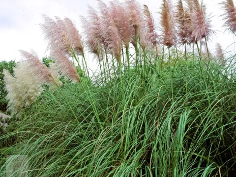 Cortaderia sell. 'Rosea'