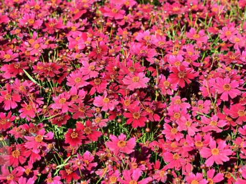Coreopsis vert. 'Ruby Red'
