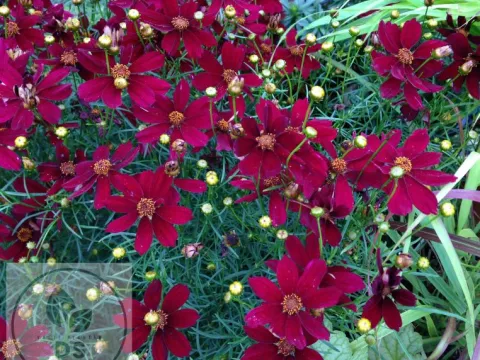 Coreopsis vert. 'Red Satin'