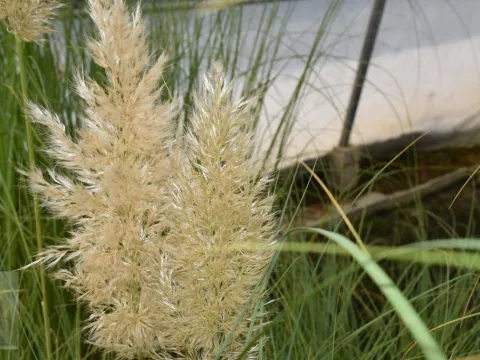 Cortaderia sell. 'Sunningdale Silver'