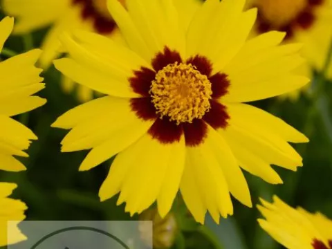 Coreopsis grand. 'Sunkiss'