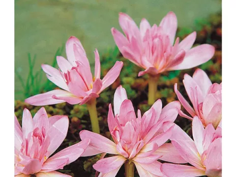 Colchicum 'Waterlily'