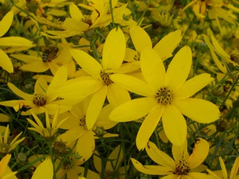 Coreopsis vert. 'Zagreb'