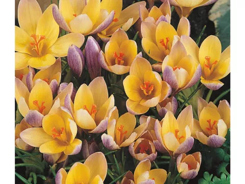 Crocus bot. 'Advance'