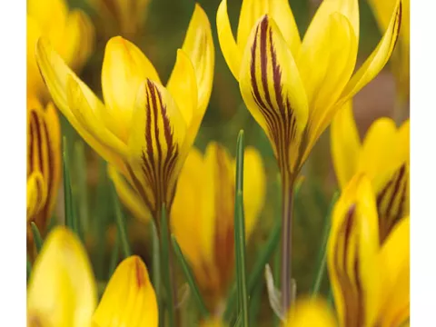 Crocus bot. 'Early Gold'