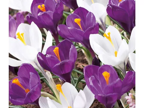Crocus vernus 'Blauw - Wit Mix'