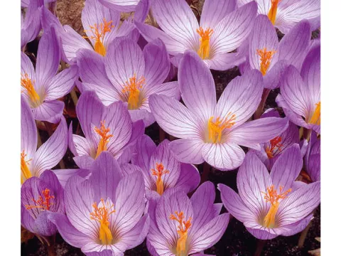 Crocus speciosus 'Conqueror'