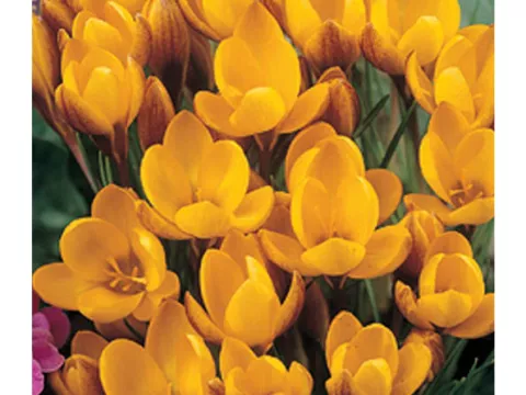 Crocus bot. 'Dorothy'