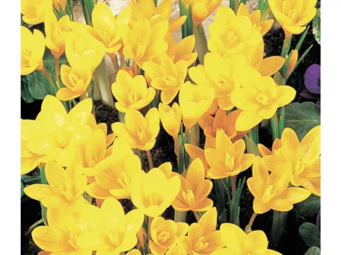 Crocus ancyrensis 'Golden Bunch'