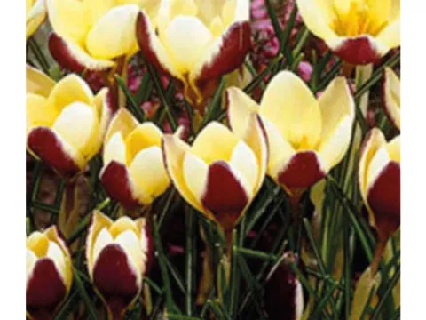 Crocus bot. 'Herald'