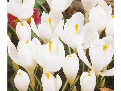 Crocus vernus 'Jeanne d'Arc'