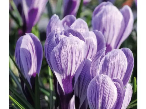 Crocus vernus 'King of Stripes'