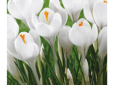 Crocus bot. 'Miss Vain'