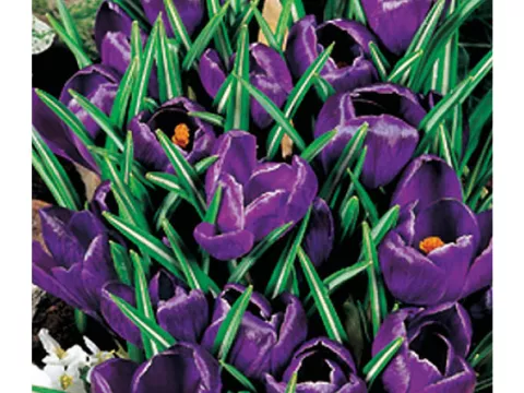 Crocus vernus 'Negro Boy'