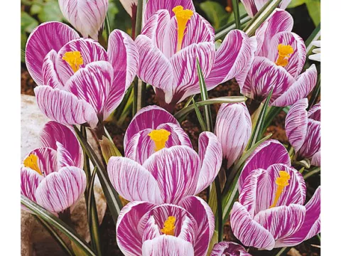 Crocus vernus 'Picwick'