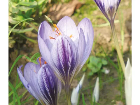 Crocus 'Pulchellus'