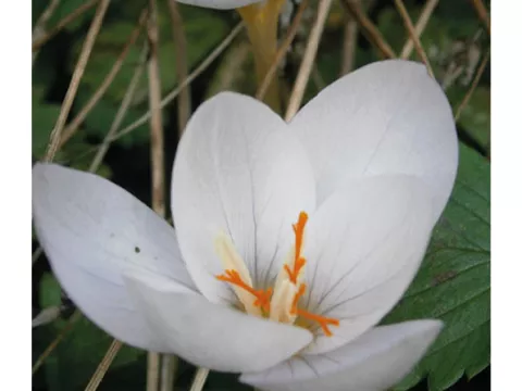 Crocus 'Pulchellus Zephyr'