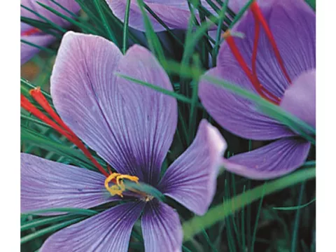 Crocus sativus