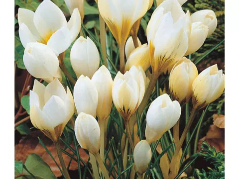 Crocus bot. 'Snowbunting'